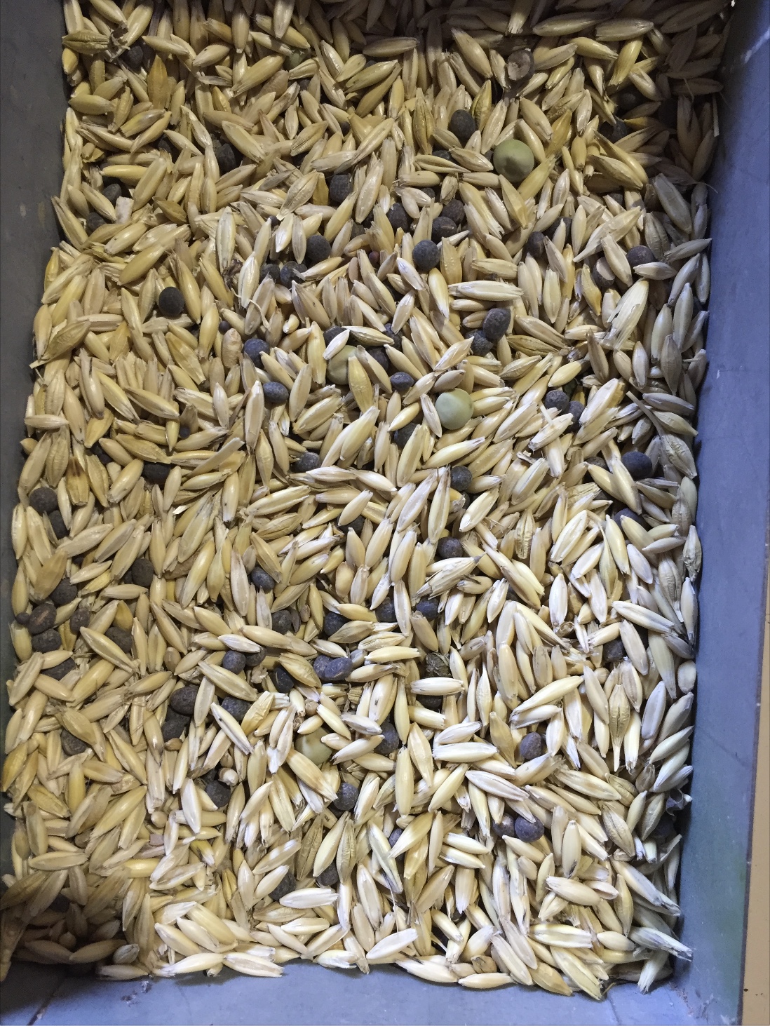 Grain mix oat/barley/vetch/pea Grain & Seed Stockfeed For